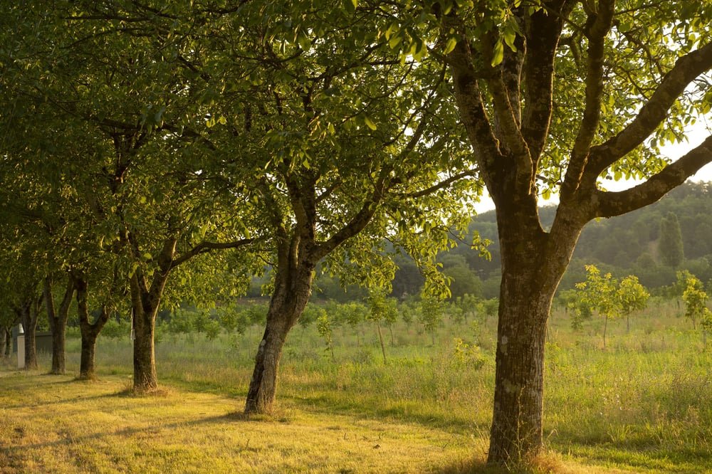 Domaine de Peyrignolles