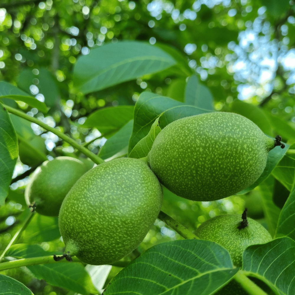 La Noix du Périgord comme évidence